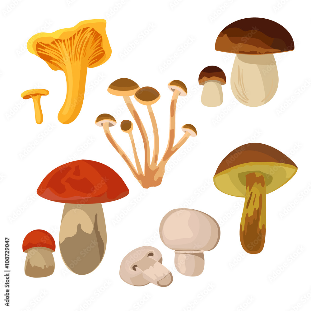 Set of edible mushrooms isolated on white background. Chanterelle, Armillaria, Boletus edulis, Orange-cap boletus, Champignons, Xerocomus. Set of edible mushrooms isolated on white background. Chanterelle, Armillaria, Boletus edulis, Orange-cap boletus, Champignons, Xerocomus.