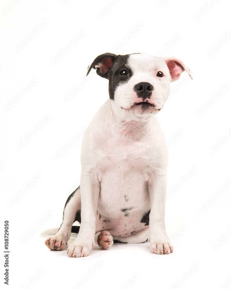Cute black and white sitting stafford bull terrier puppy dog isolated on a white background