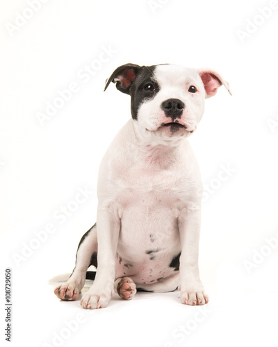 Cute black and white sitting stafford bull terrier puppy dog isolated on a white background © Elles Rijsdijk