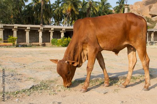 Indian bull