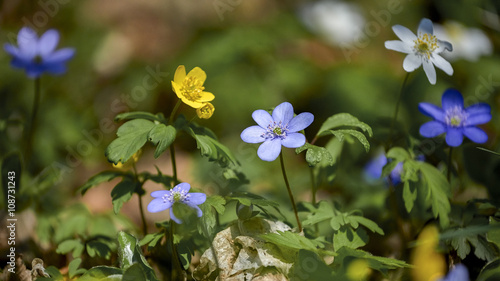 Wallpaper Mural Hepatica nobilis - Common Hepatica, liverwort, kidneywort, pennywort, Anemone hepatic,Nature Torontodigital.ca