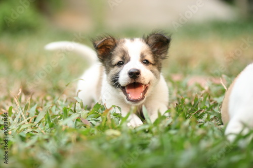 smiling puppy on green grass