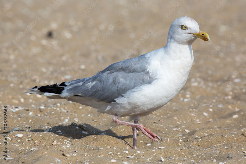 Fototapeta premium Möwe am Strand 