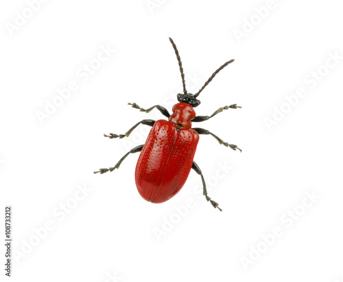 red beetle on a white © Alekss