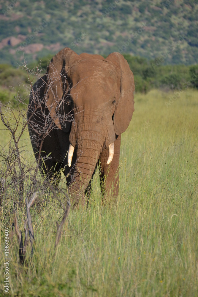 Fototapeta premium Older Elephant