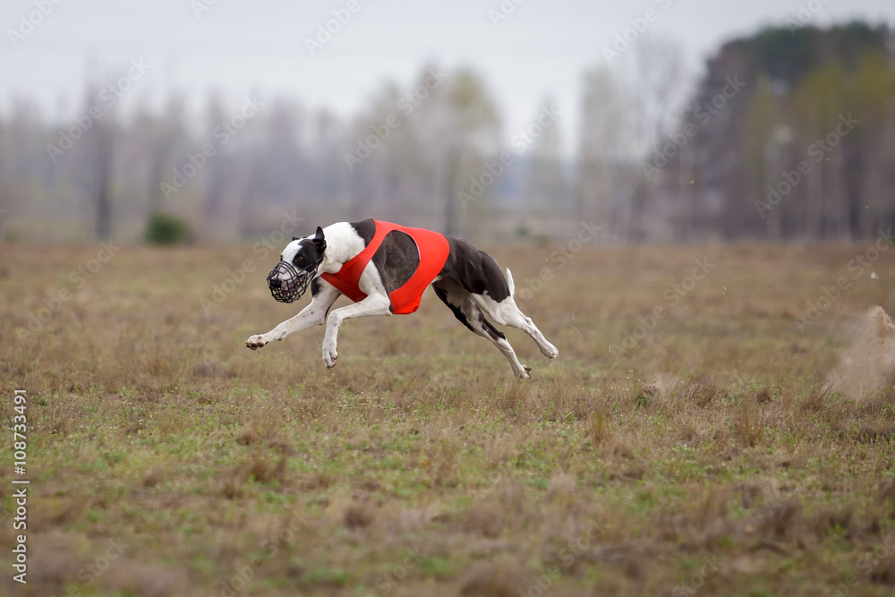 Coursing, passion and speed. Greyhound dogs running Coursing, passion and speed. Greyhound dogs running