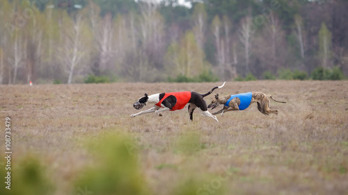 Coursing, passion and speed. Two dogs greyhound running © krushelss