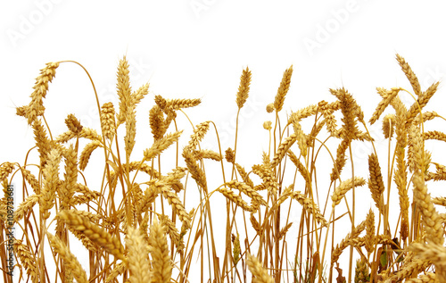 wheat isolated on a white