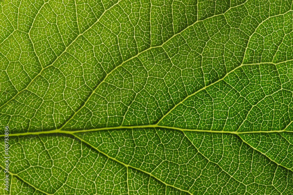 green leaf texture green leaf texture