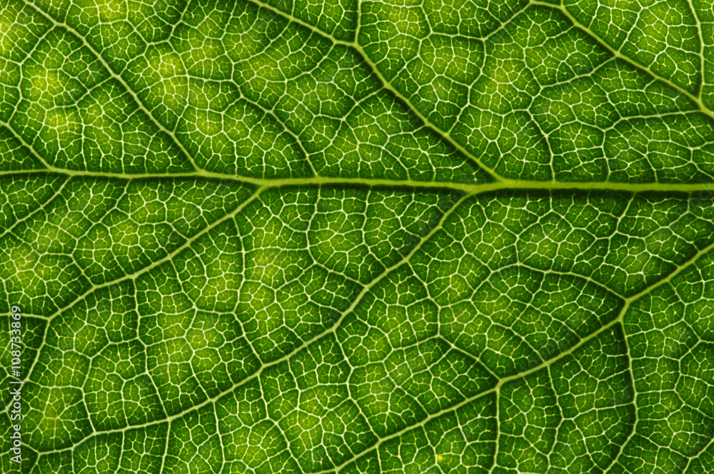 Fototapeta premium green leaf texture