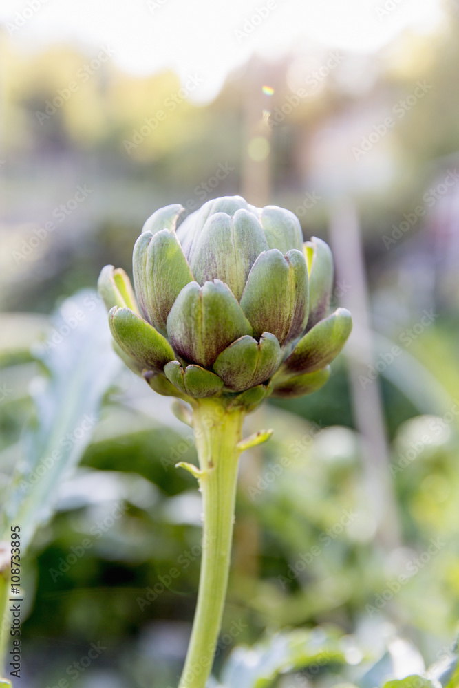 Artichoke plant