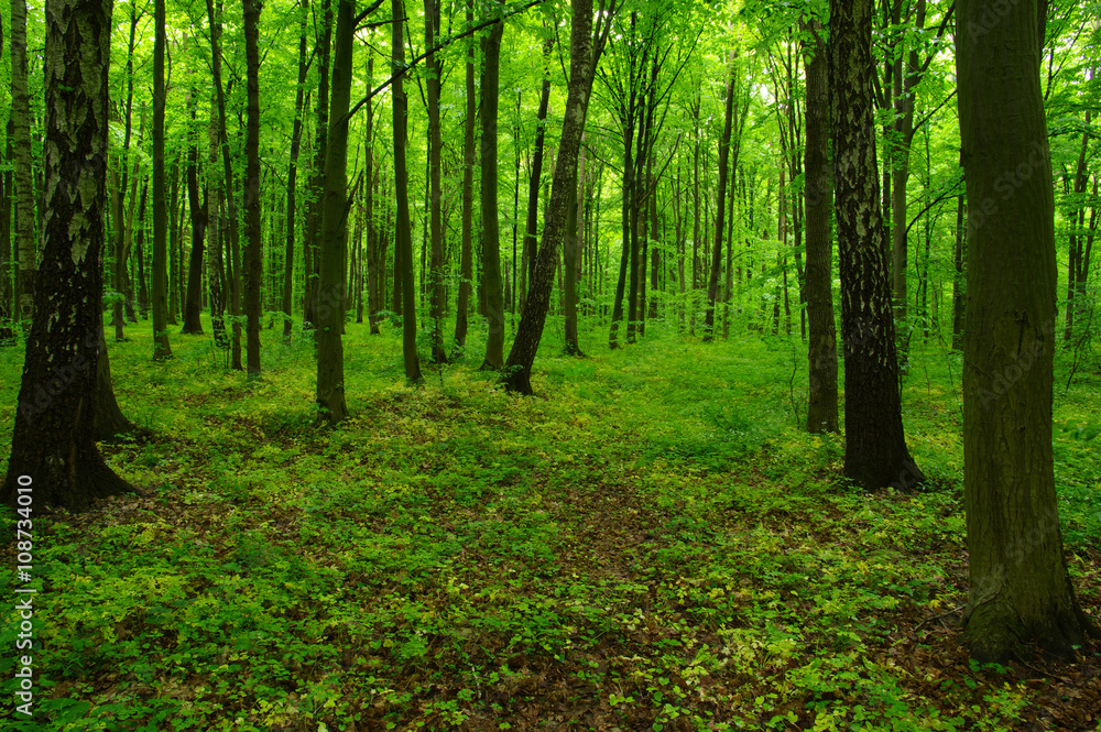 beautiful green forest beautiful green forest