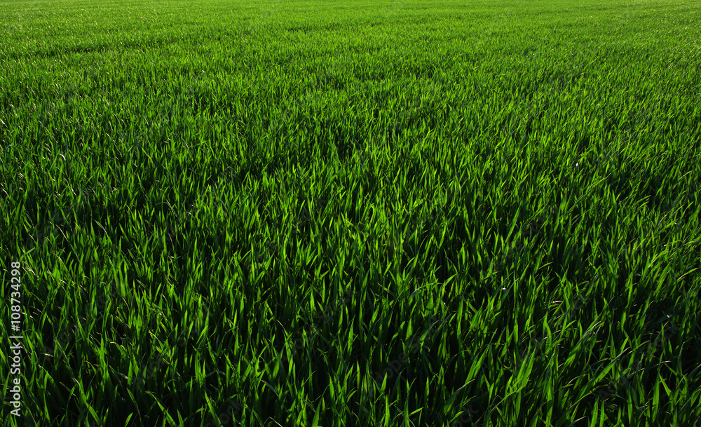 Fototapeta premium green grass