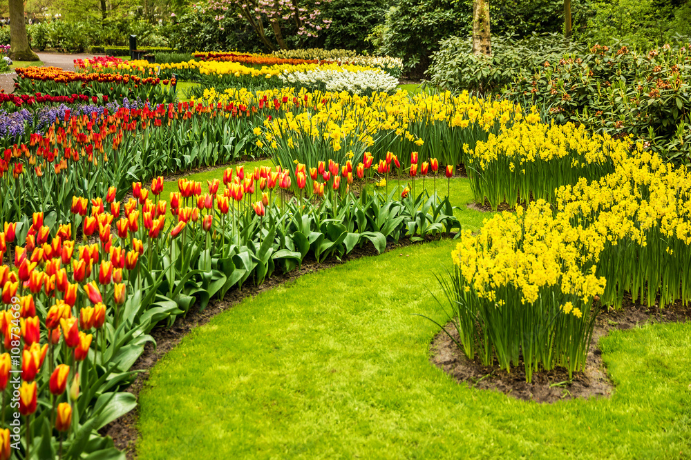 Tulips park Keukenhof - largest flower garden in Europe, Holland