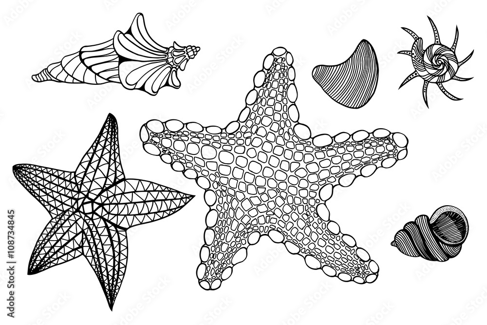 Shells and star Shells and star