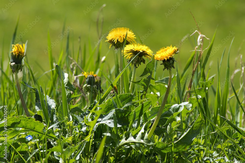Fototapeta premium chwast na trawniku, mniszek lekarski z żółtymi kwiatami