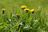 weed in the lawn, dandelion with yellow flowers