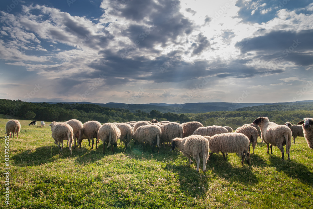 Obraz premium Flock of sheep grazing on beautiful mountain meadow