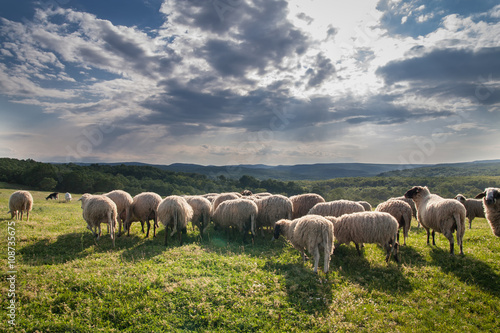 Flock of sheep grazing on beautiful mountain meadow