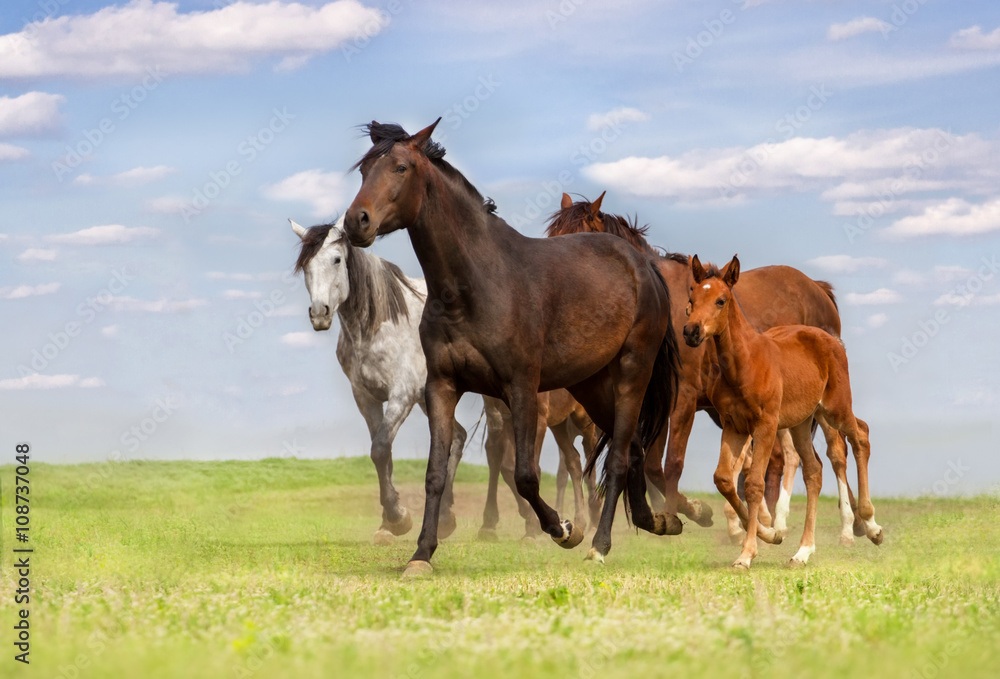 Horse herd run on spring pasture against blue sky