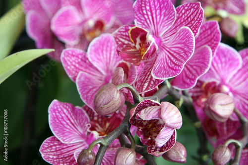 fiori  orchidea  colore rosa 