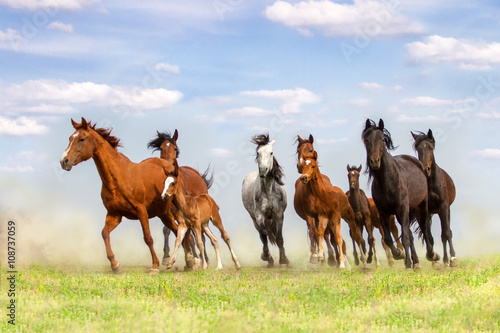 Horse herd run on spring pasture against blue sky