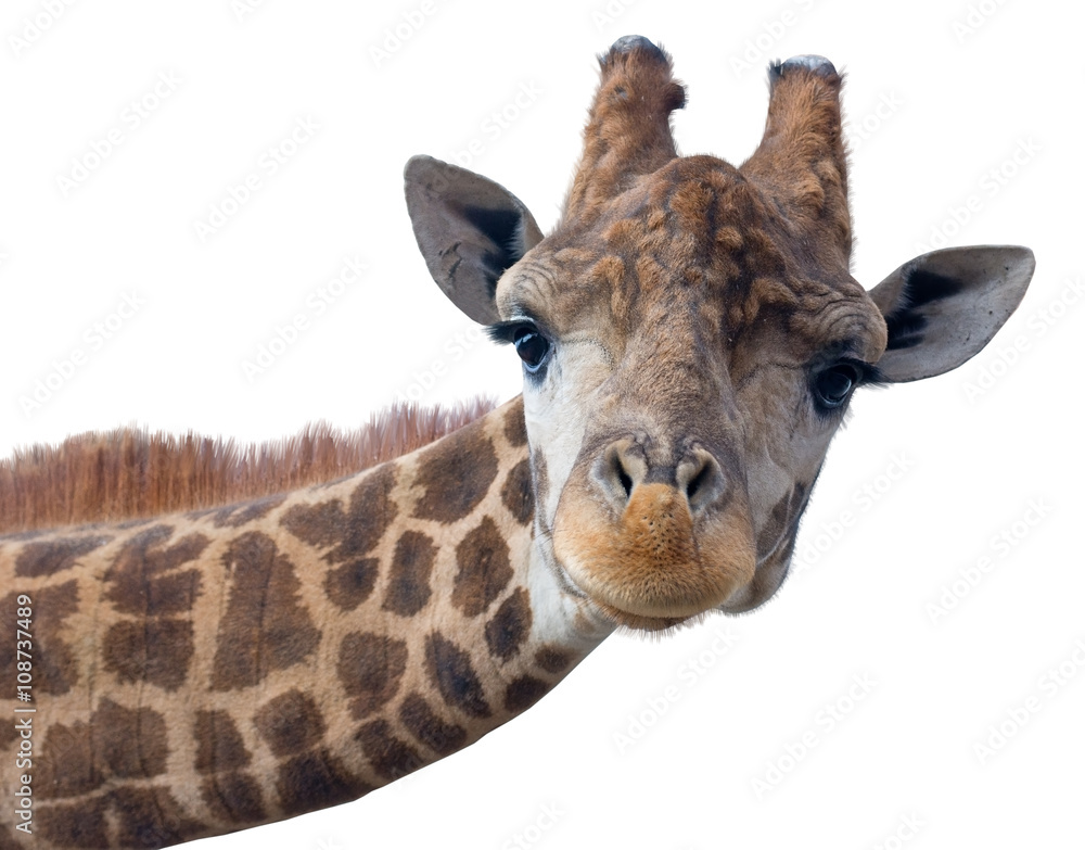 Fototapeta premium Twarz głowa żyrafy