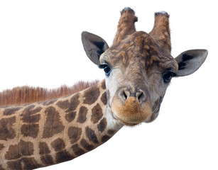 Leinwandbilder Giraffe Giraffenkopf frontal im Sonnenlicht  © AVD