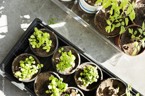 High angle view of seedlings in pots photo