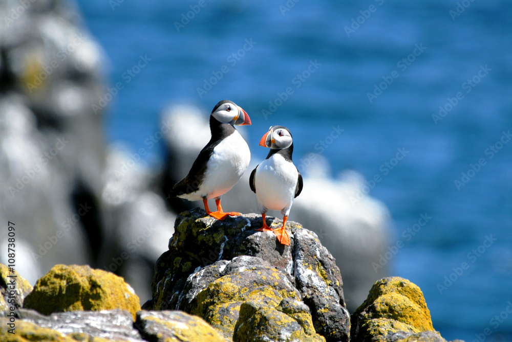 Fototapeta premium Puffins