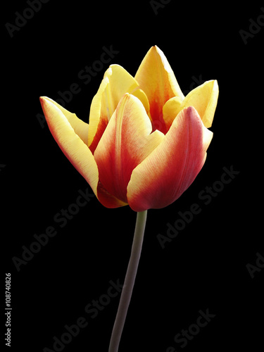 Tulip flower 'Keizerskroon' on a black background photo