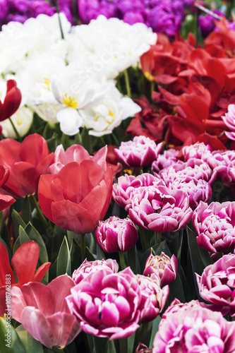 plants red tulips flower blooming © OlegDoroshin