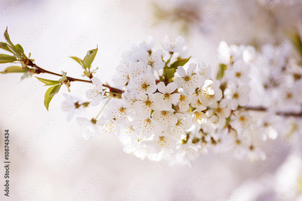Beautiful flowers on the blossom apple tree Beautiful flowers on the blossom apple tree
