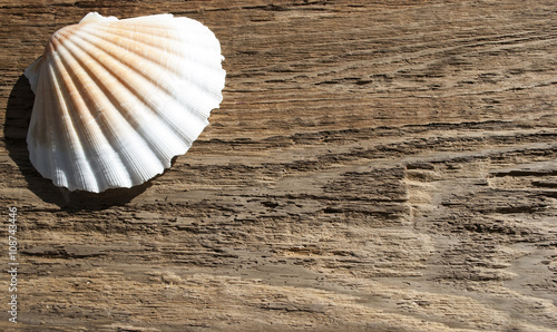 Fotografía Jakobsmuschel Pecten maximus, auf altem Treibholz / Holz, Hintergrund, Textur