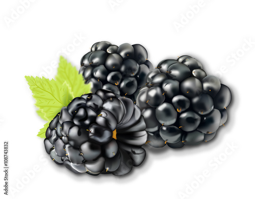 Three blackberries with green leaves on white background - illustration
