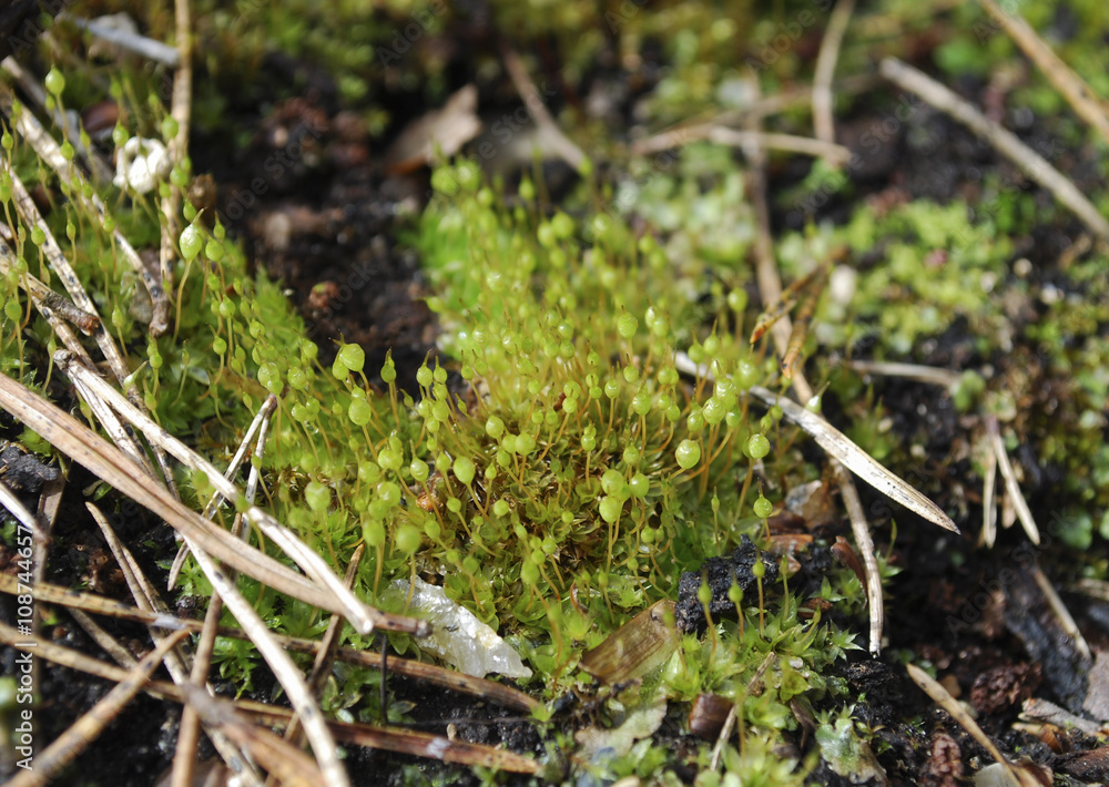 Bartramia pomiformis, the common apple-moss, is a species of moss in the Bartramiaceae family. It is typically green or glaucous in hue, although sometimes it can appear yellowish. Bartramia pomiformis, the common apple-moss, is a species of moss in the Bartramiaceae family. It is typically green or glaucous in hue, although sometimes it can appear yellowish.