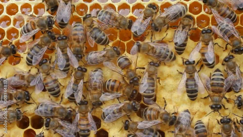 Work bees in hive.
Bees convert nectar into honey and care for the larvae. Work bees in hive.
Bees convert nectar into honey and care for the larvae.