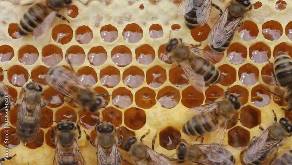 Work bees in hive.
Bees convert nectar into honey and care for the larvae. Work bees in hive.
Bees convert nectar into honey and care for the larvae.