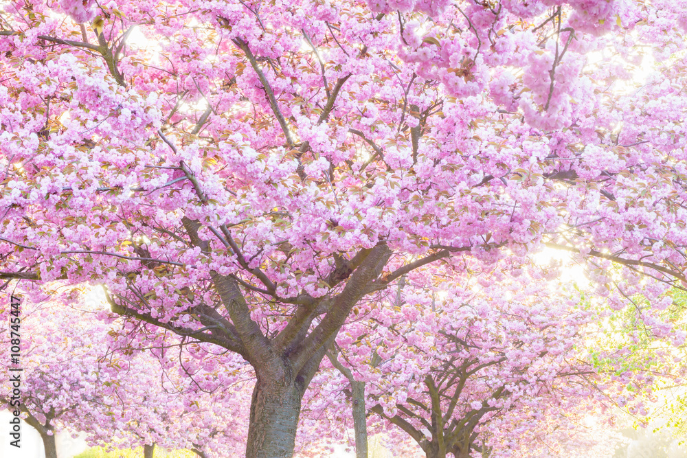 Beauty pink flowering ornamental trees