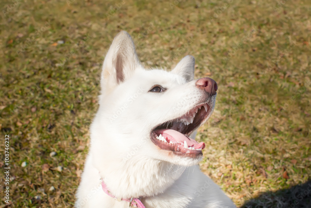 dog with an open mouth. breed Akita inu . the age of half a year dog with an open mouth. breed Akita inu . the age of half a year