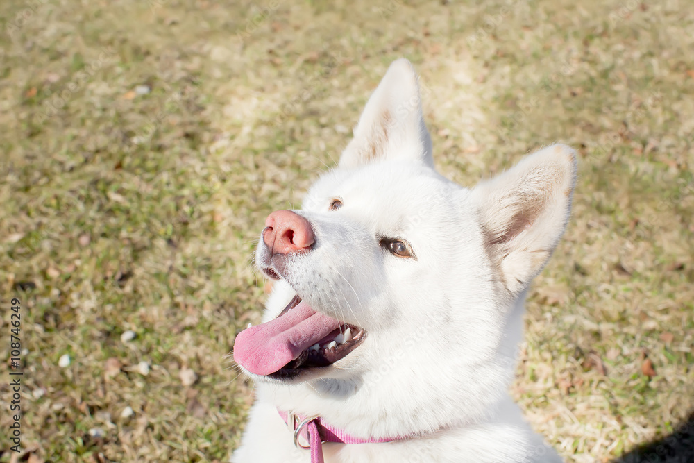 Cheerful Dog. breed Akita inu . the age of half a year. white co Cheerful Dog. breed Akita inu . the age of half a year. white co