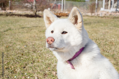 Serious Dog. breed Akita inu . the age of half a year. white col © hayoshka