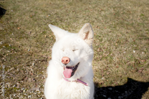 dog laughs . breed Akita inu . the age of half a year. white col