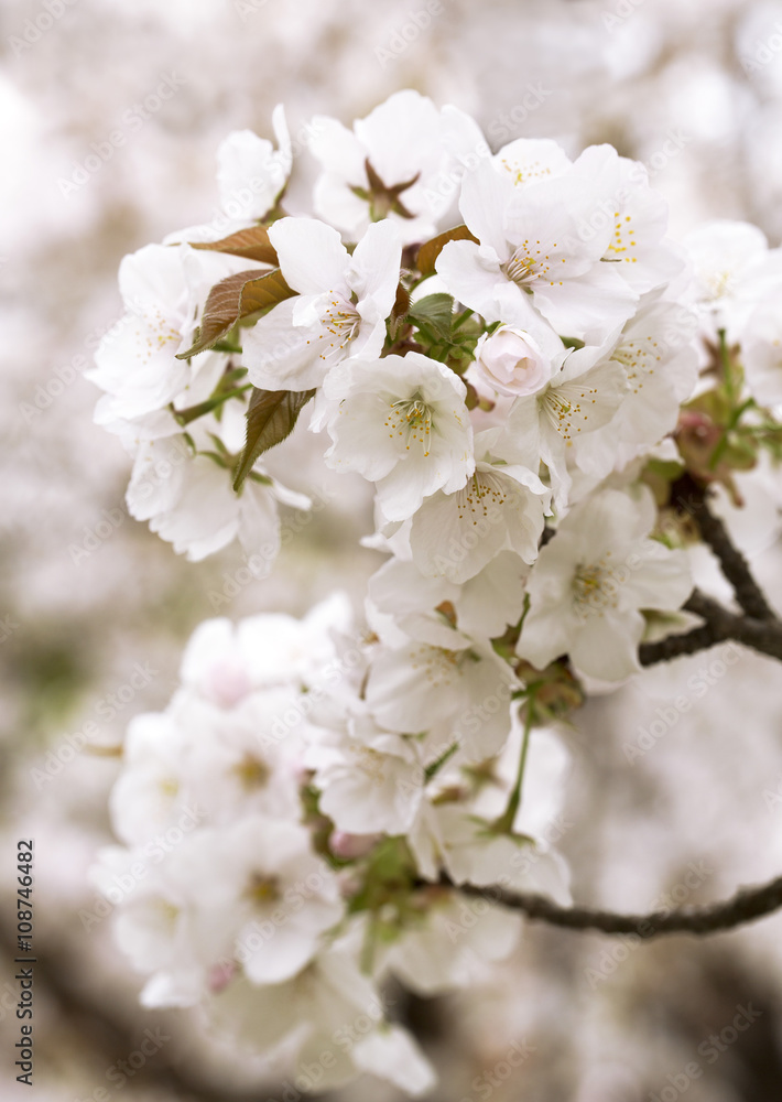 Fototapeta Gałązka wiśni