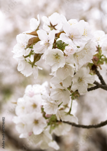 Fototapeta Gałązka wiśni