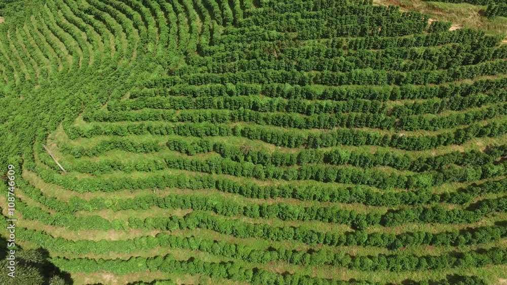 Coffee plantation in sunny day in Brazil. Coffee plant. Coffee plantation in sunny day in Brazil. Coffee plant.