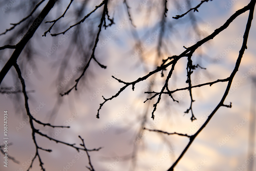 bare tree branches against the sky at sunset