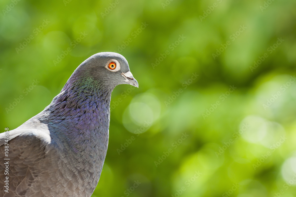 Portrait of a homing pigeon over blurred green background with copy space. Portrait of a homing pigeon over blurred green background with copy space.