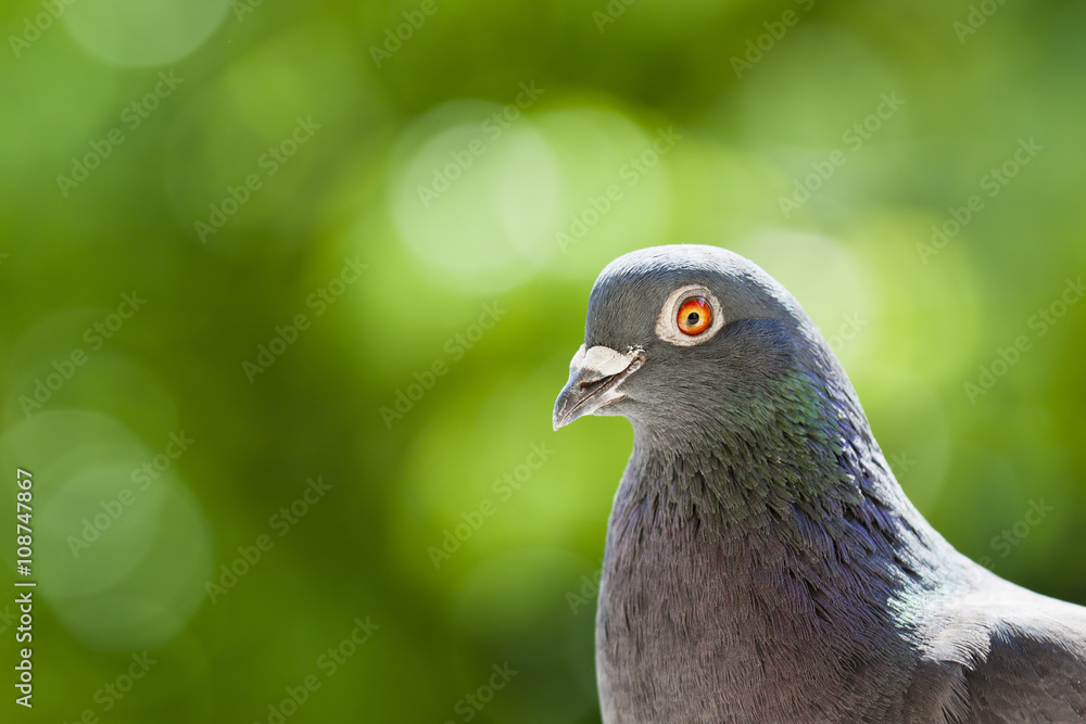 Fototapeta premium Portrait of a racing pigeon over blurred green background with copy space.