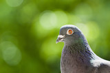 Portrait of a racing pigeon over blurred green background with copy space.
